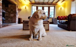 Golden Retriever dogs for sale: Newmiller Retrievers Litter Announcement  - Image 3