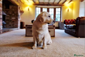 Golden Retriever dogs - Advert 13