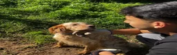English Setter dogs for adoption: Selma in Brampton - Advert 10