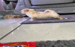 Maltipoo dogs for sale: Outstanding F1 Maltipoo Puppies - Image 2