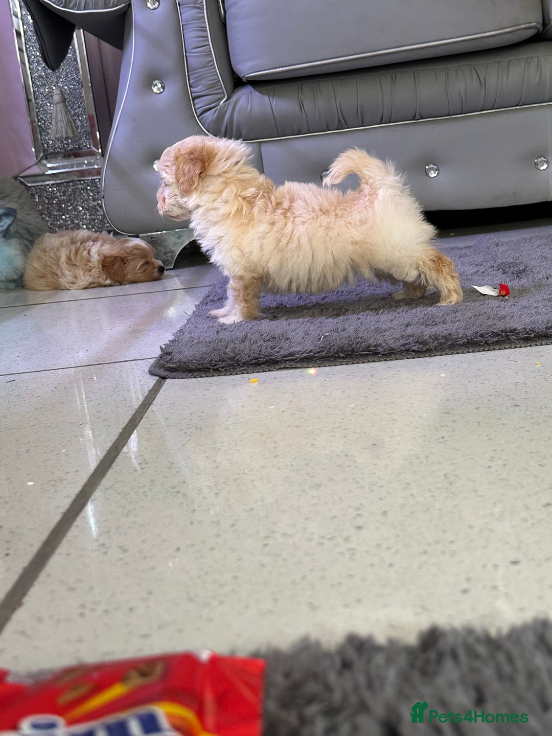 Maltipoo dogs for sale: Outstanding F1 Maltipoo Puppies - Image 2