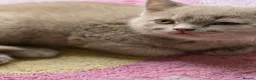 British Shorthair cats for sale: British shorthair kittens active - Advert 5