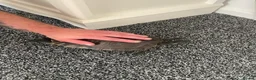 Terrapin reptiles for sale: Yellow belly river terrapins  in Port Talbot - Advert 10