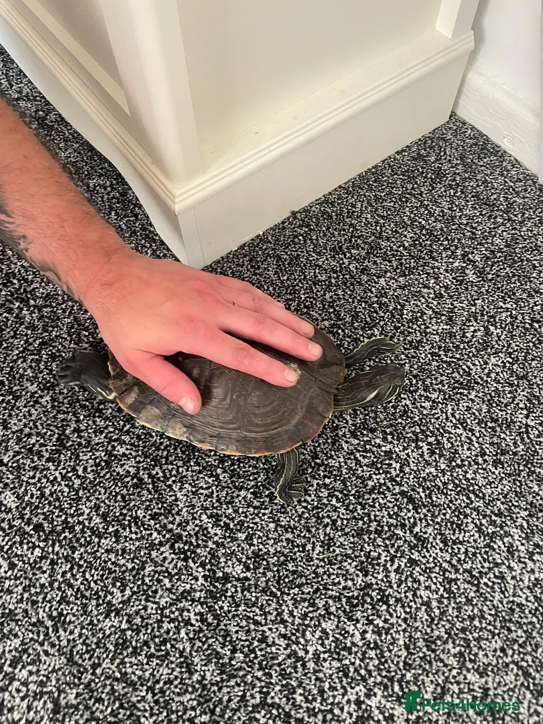 Terrapin reptiles for sale: Yellow belly river terrapins  in Port Talbot - Advert 10