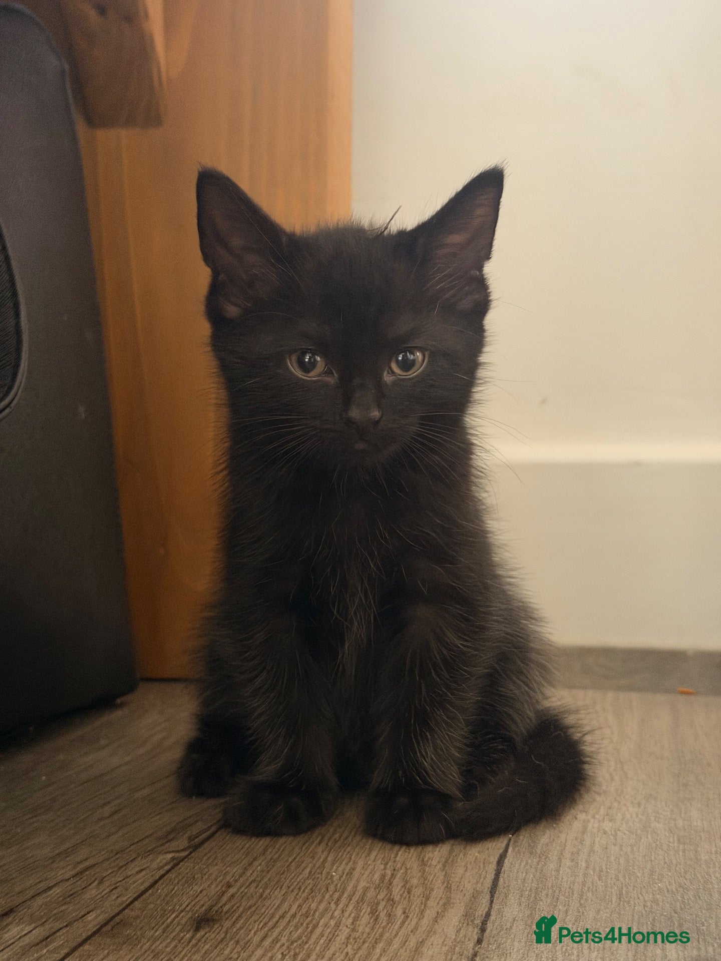 Mixed Breed cats for sale: Kittens ready for a new home - Advert 22
