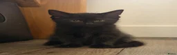 Mixed Breed cats for sale: Kittens ready for a new home in Sheffield - Advert 2