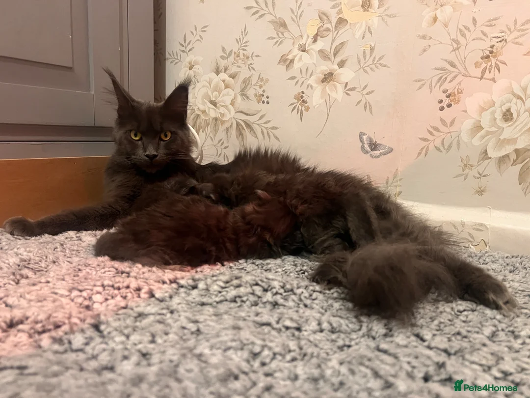 Maine Coon cats for sale: Maine coon kittens - Advert 2