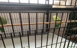 Parakeets birds for sale: Parakeets for sale  - Image 4