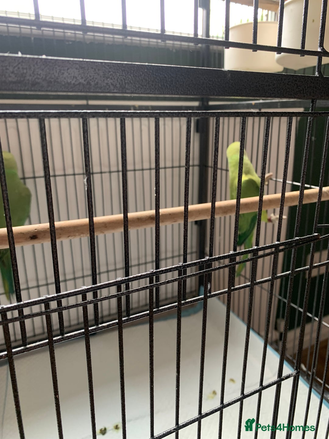 Parakeets birds for sale: Parakeets for sale  - Image 4