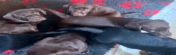 Labrador Retriever dogs for sale: Beautiful litter - Advert 5