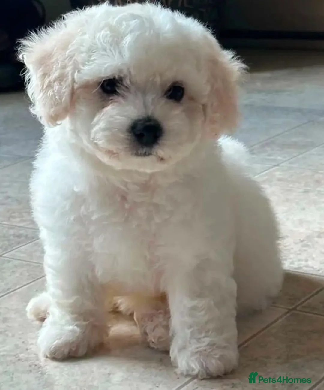 Bichon Frise dogs for sale: Bichon Frisé PuppiesSmall Size,Beautiful Character in Birmingham - Advert 7