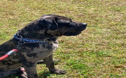 Mixed Breed dogs for sale: Cane corso x  - Advert 8