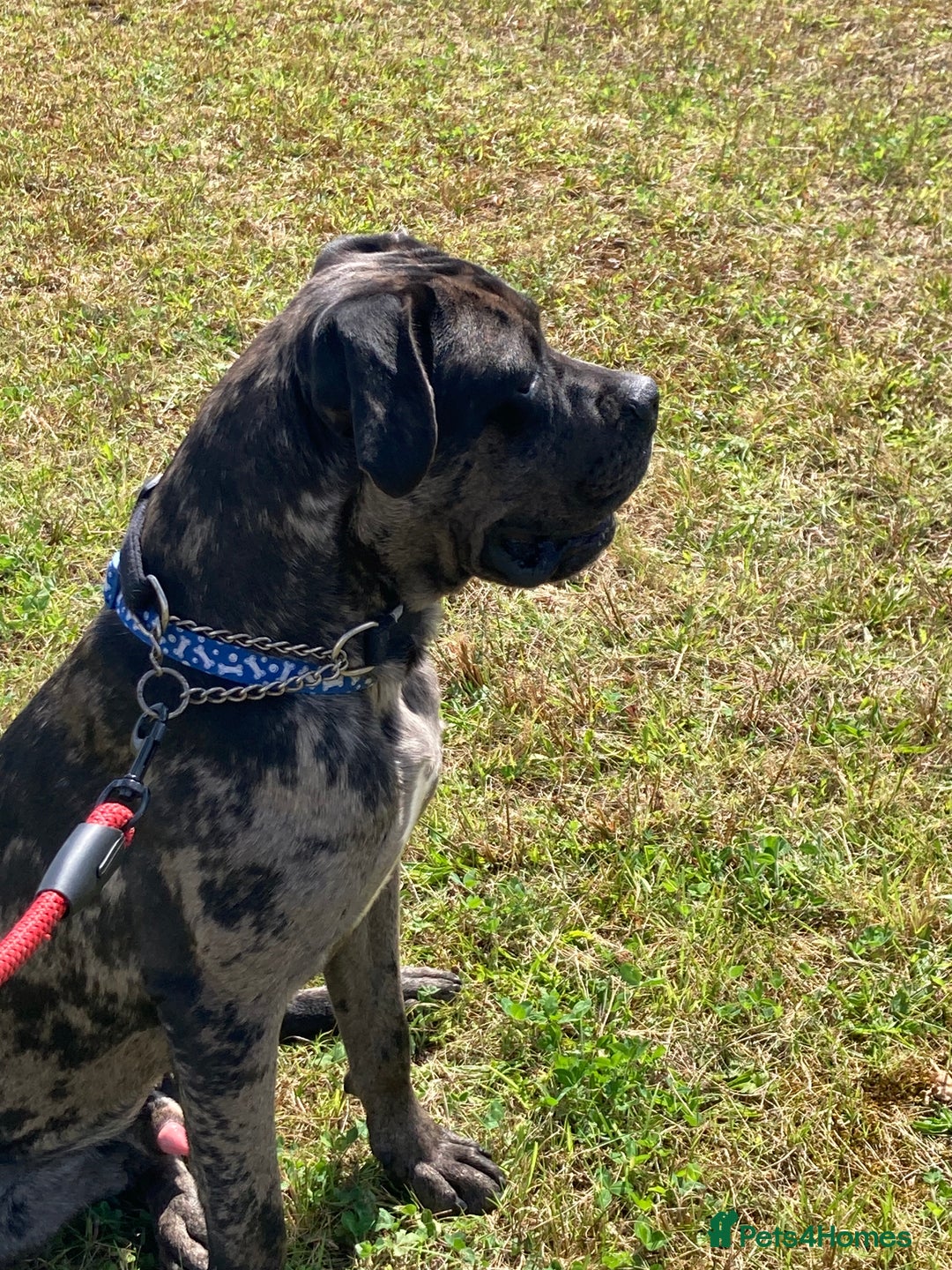 Mixed Breed dogs for sale: Cane corso x  - Advert 8