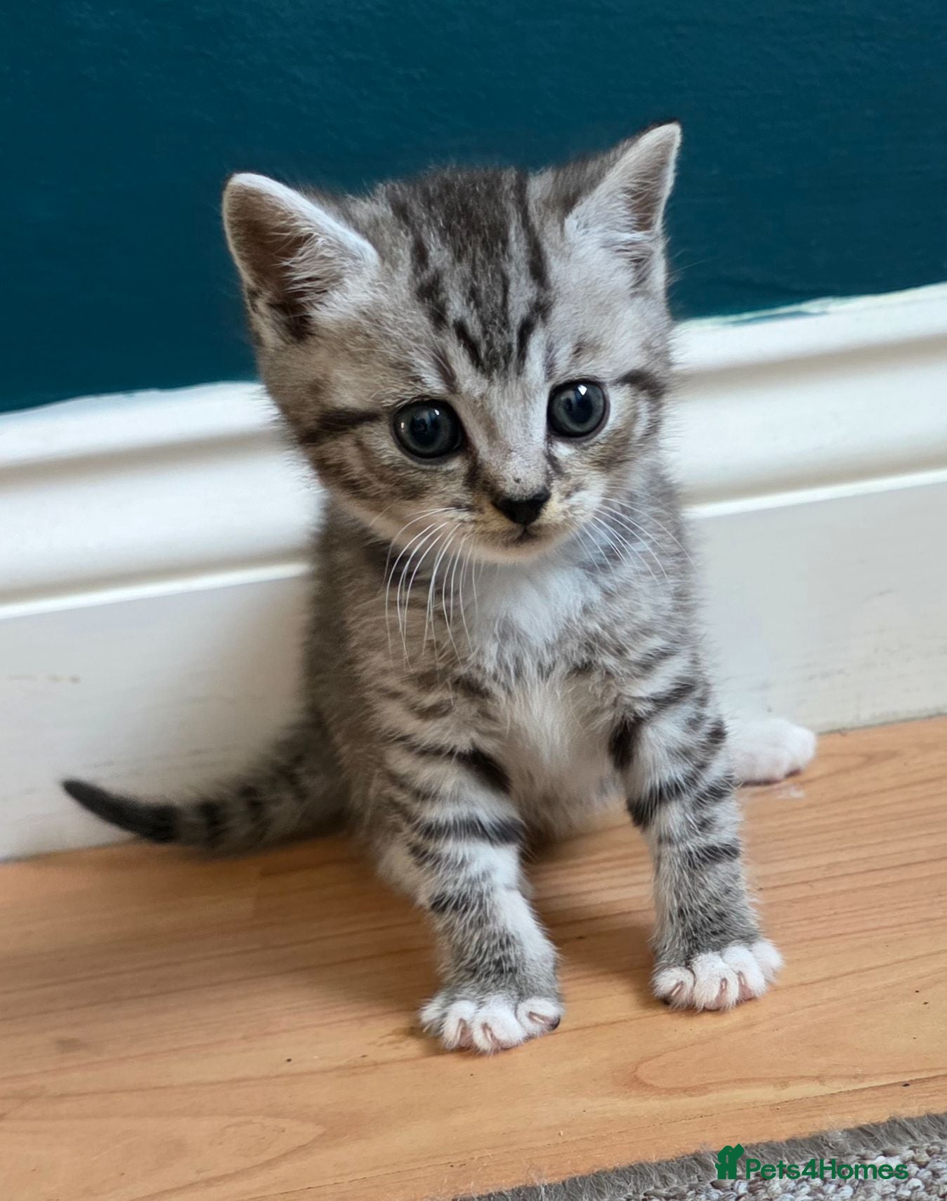 British Shorthair cats Beautiful British Shorthair Cross kittens  - Advert 12