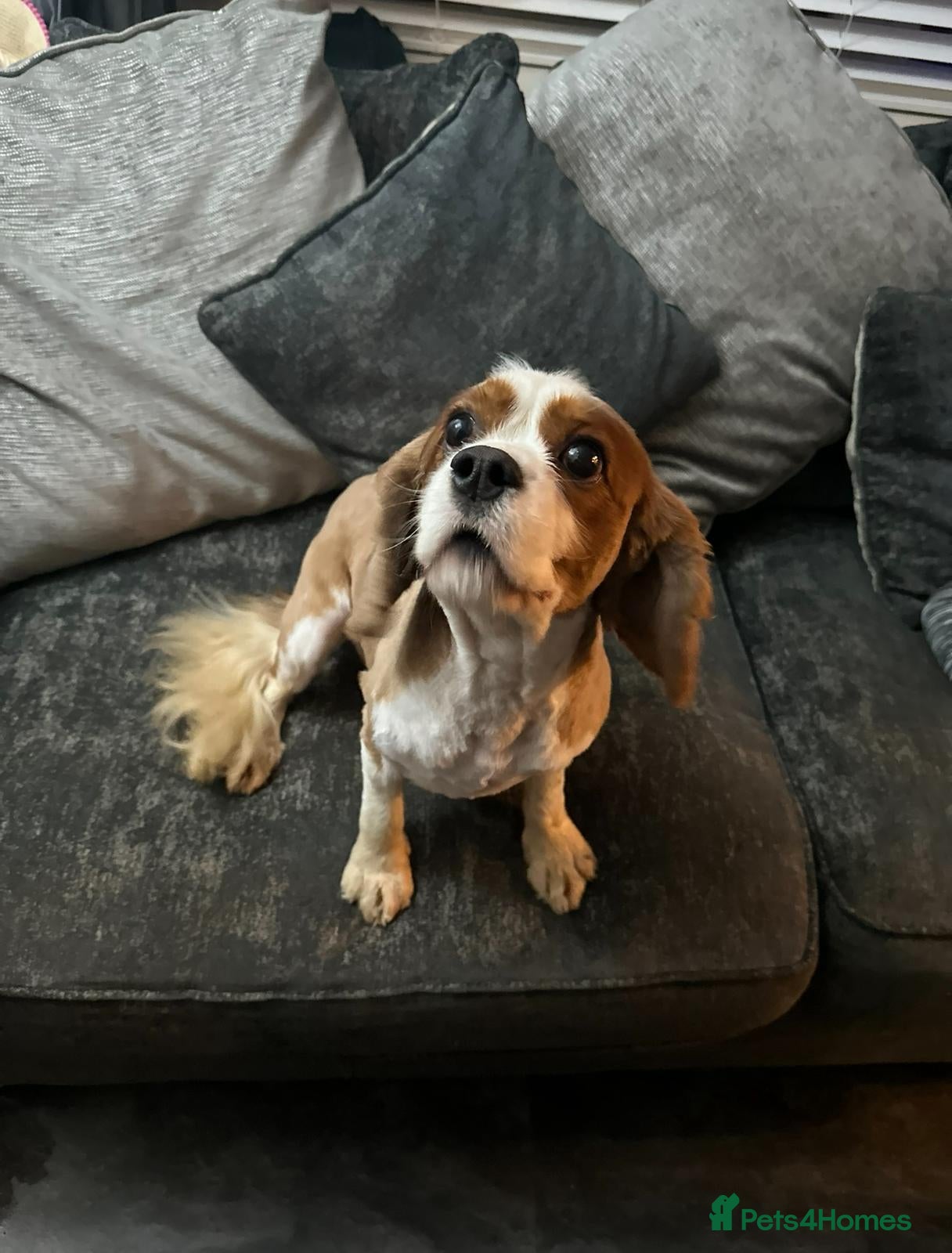 Cavalier King Charles Spaniel dogs for sale: CAVALIER KING CHARLES MALE DOG 3YRS  - Advert 1