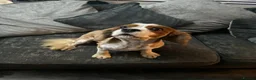 Cavalier King Charles Spaniel dogs for sale: CAVALIER KING CHARLES MALE DOG 3YRS  - Advert 1