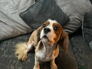 Cavalier King Charles Spaniel dogs for sale: CAVALIER KING CHARLES MALE DOG 3YRS - Advert 1