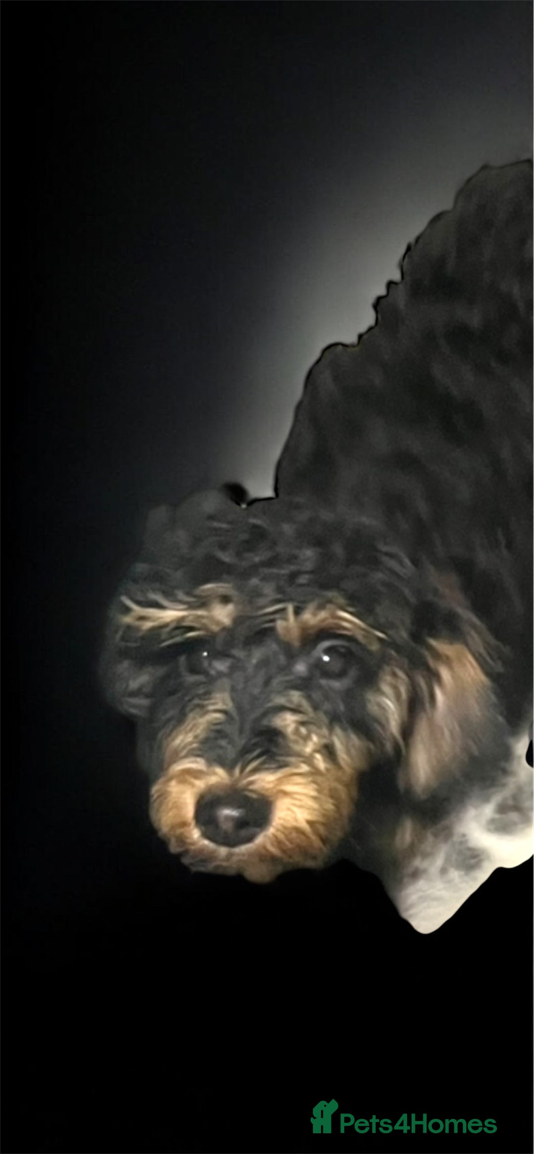 Cockapoo dogs for sale: Amazing cockerpoo pups for sale  - Image 6