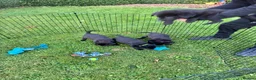 Borador dogs for sale: Gorgeous Lab x pups in Lanark - Advert 14