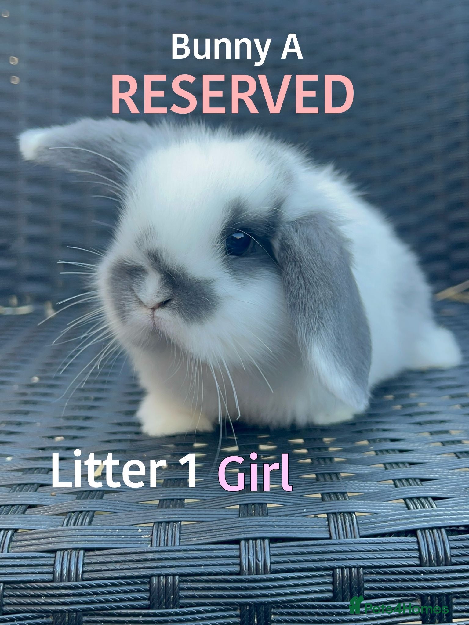 Mini Lop rabbits Baby Mini lops for sale  - Advert 14