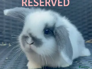 Mini Lop rabbits Baby Mini lops for sale - Advert 14