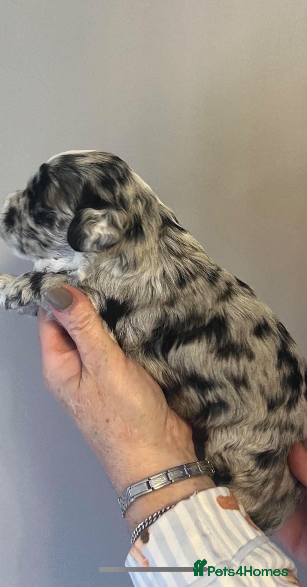 Mixed Breed dogs Mini sheepadoodles - Advert 2