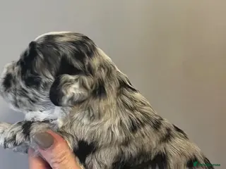 Mixed Breed dogs Mini sheepadoodles - Advert 2