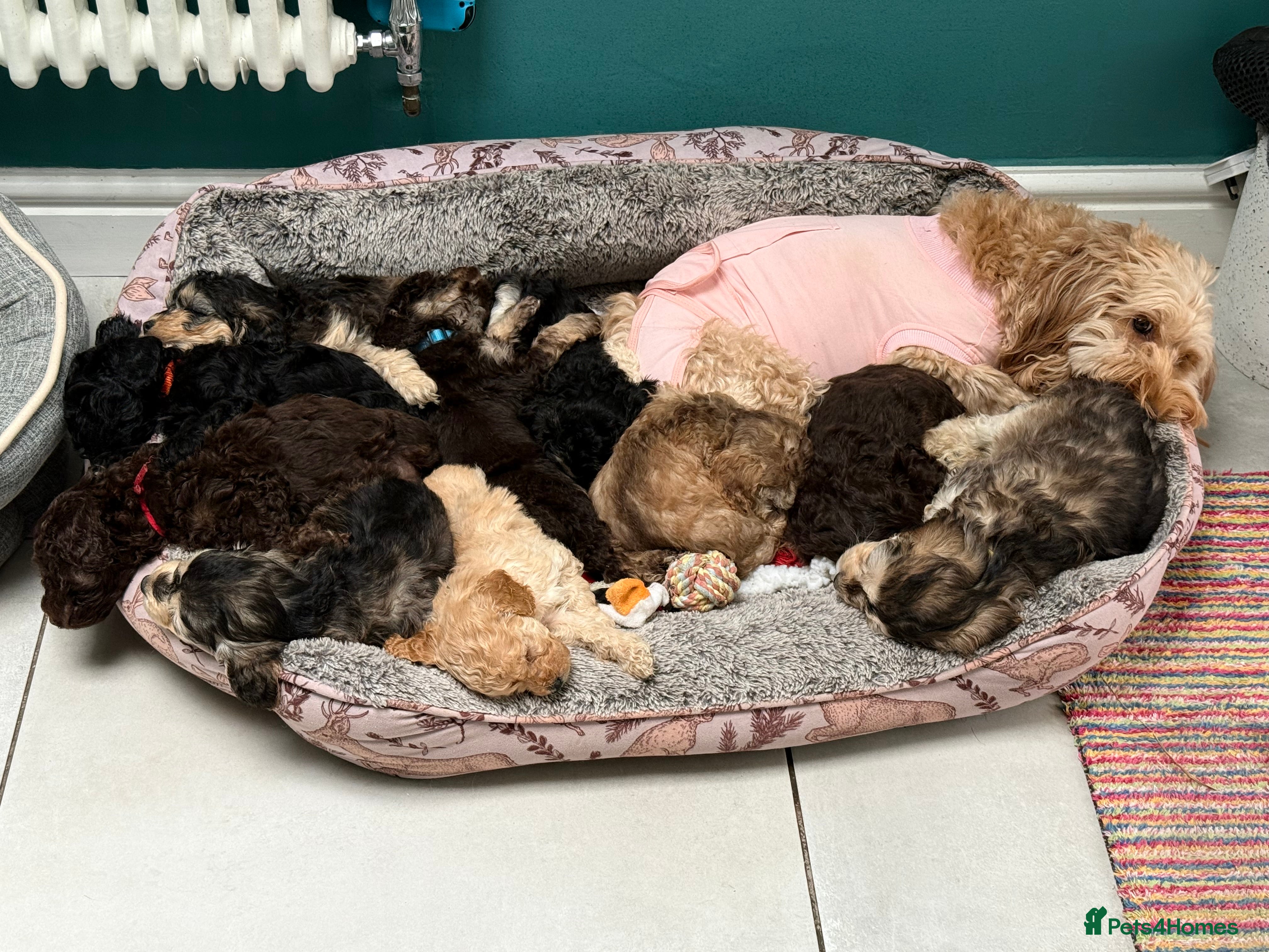 Cockapoo dogs Stunning Litter of Cockapoo Puppies- only 3 left  - Advert 9