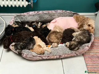 Cockapoo dogs Stunning Litter of Cockapoo Puppies- only 3 left - Advert 9