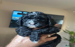 Cockapoo dogs for sale: Beautiful cockapoo puppies delivery possible - Image 34