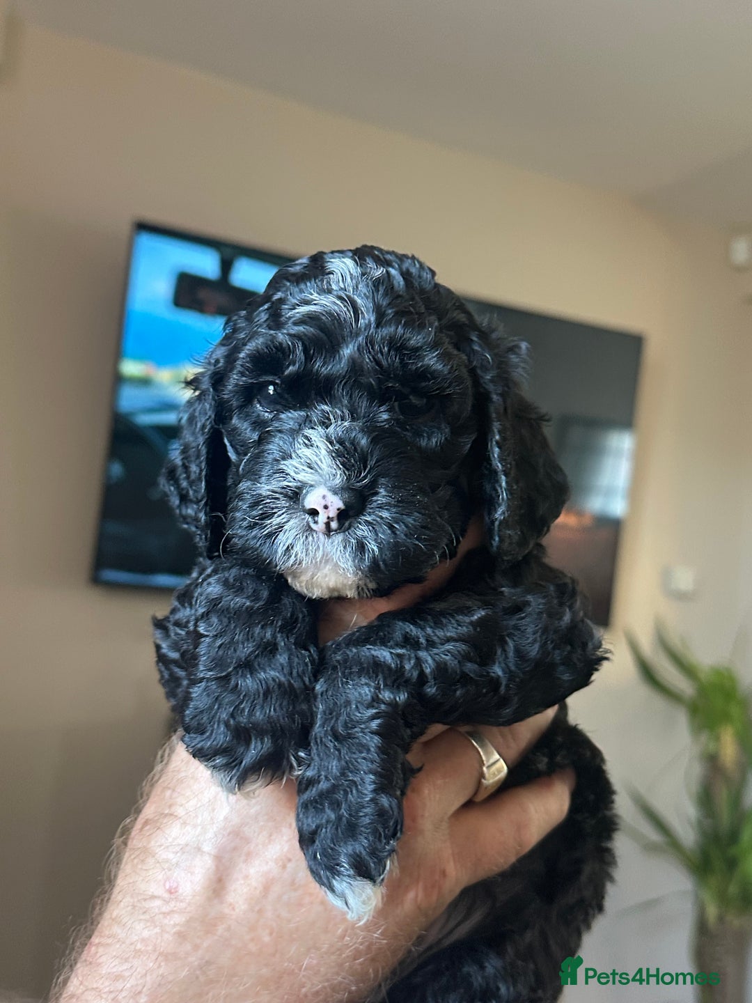 Cockapoo dogs for sale: Beautiful cockapoo puppies delivery possible - Image 34