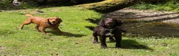 Cocker Spaniel dogs for sale: Cocker spaniel puppies  - Advert 12