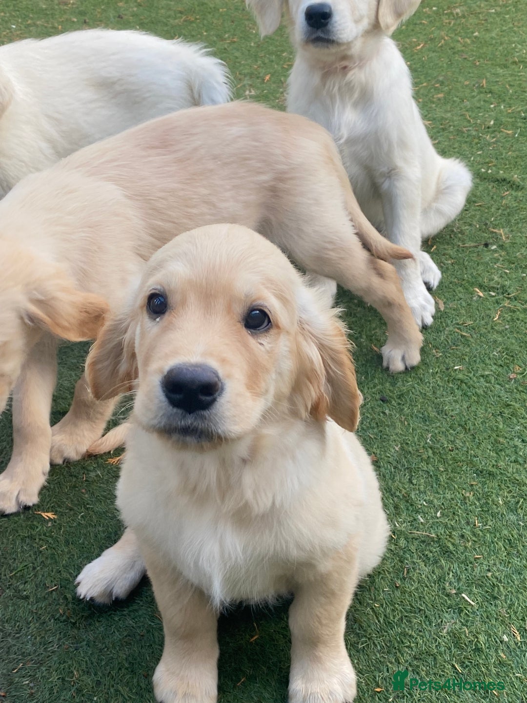 Golden Retriever dogs for sale: KC®️BEAUTIFUL GOLDEN RETRIEVER PUPPIES 🐶❤️ HIP ✅  - Image 17