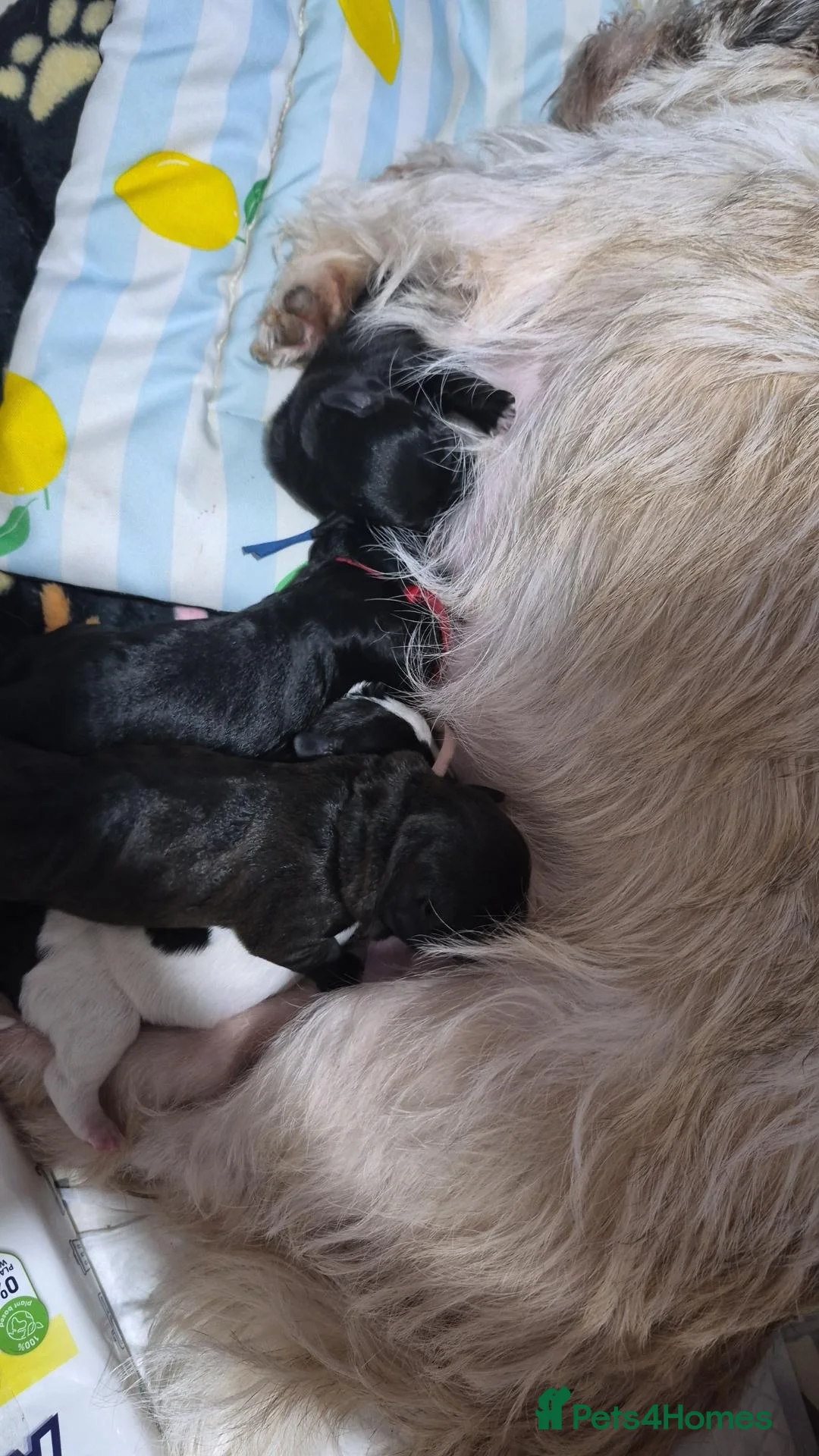 Mixed Breed dogs for sale: Shih tzu x patterdale puppies  - Advert 33