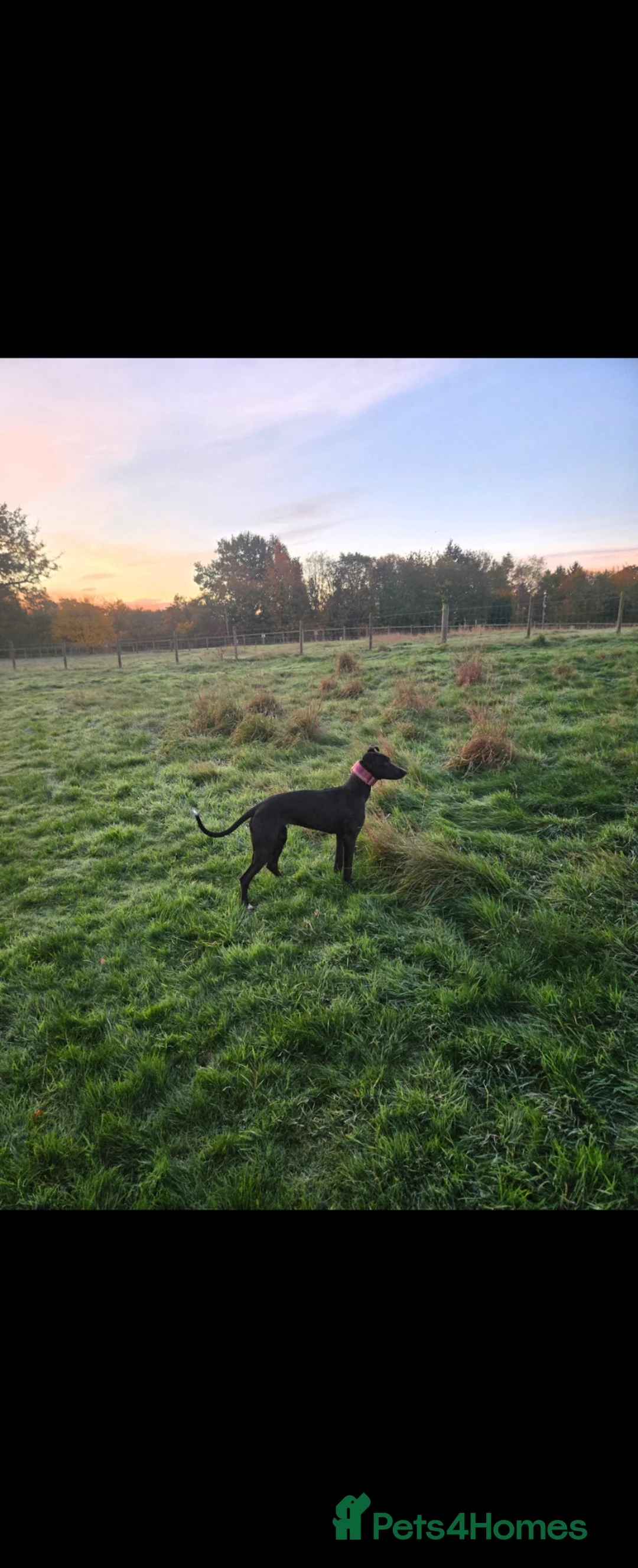 Lurcher dogs for sale: Kit - looking for loving home - Advert 2