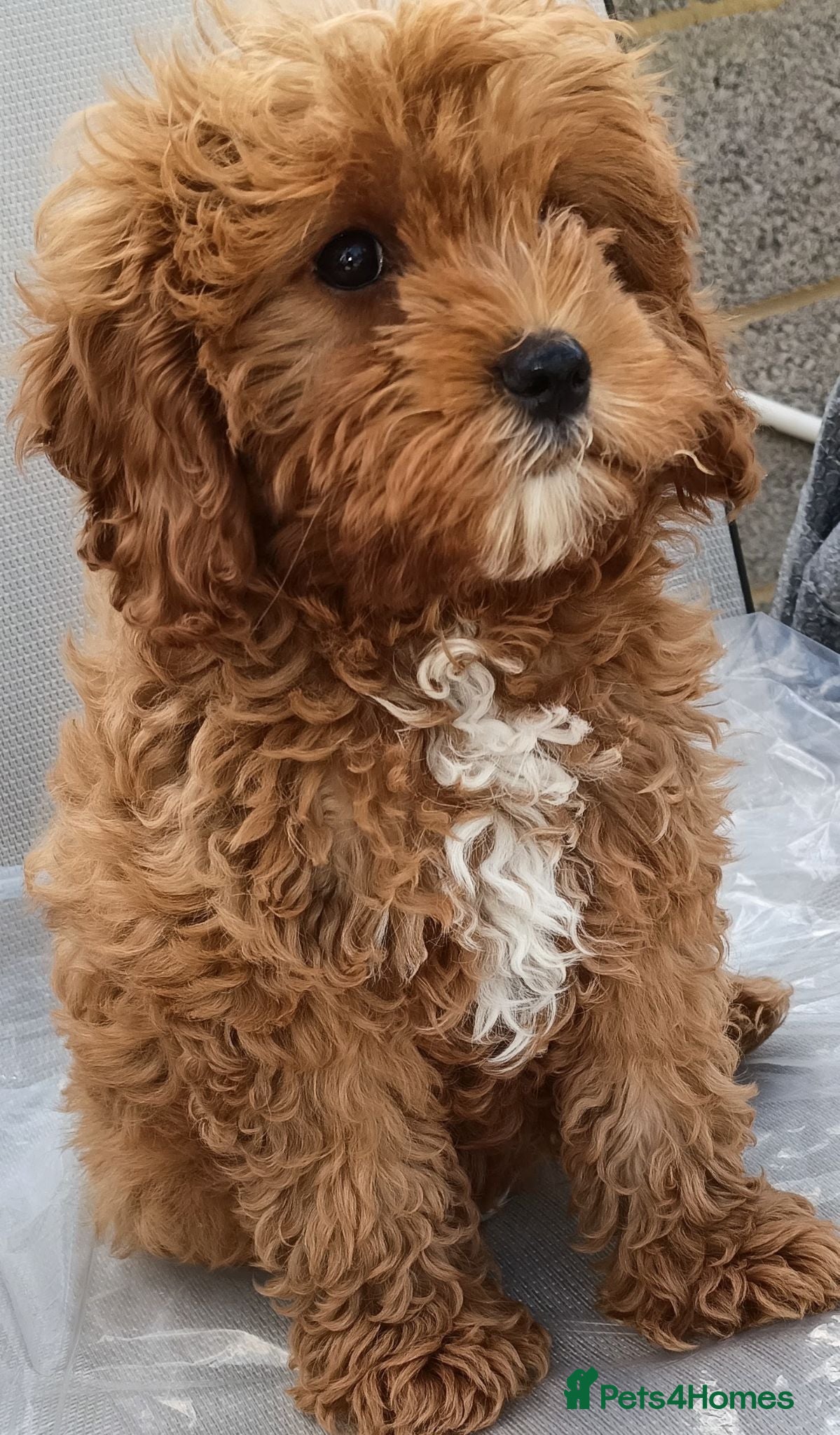 Cavapoo dogs F1 Cavapoo Puppies Available Now  - Advert 4