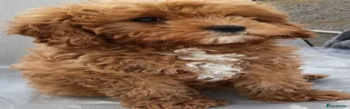 Cavapoo 1