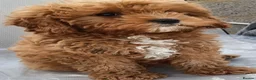 Cavapoo dogs for sale: F1 Cavapoo Puppies Available Now  - Advert 1