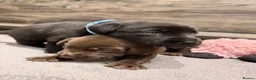 Labrador Retriever dogs for sale: Beautiful Chocolate & Black Labrador Puppies in Torquay - Advert 9