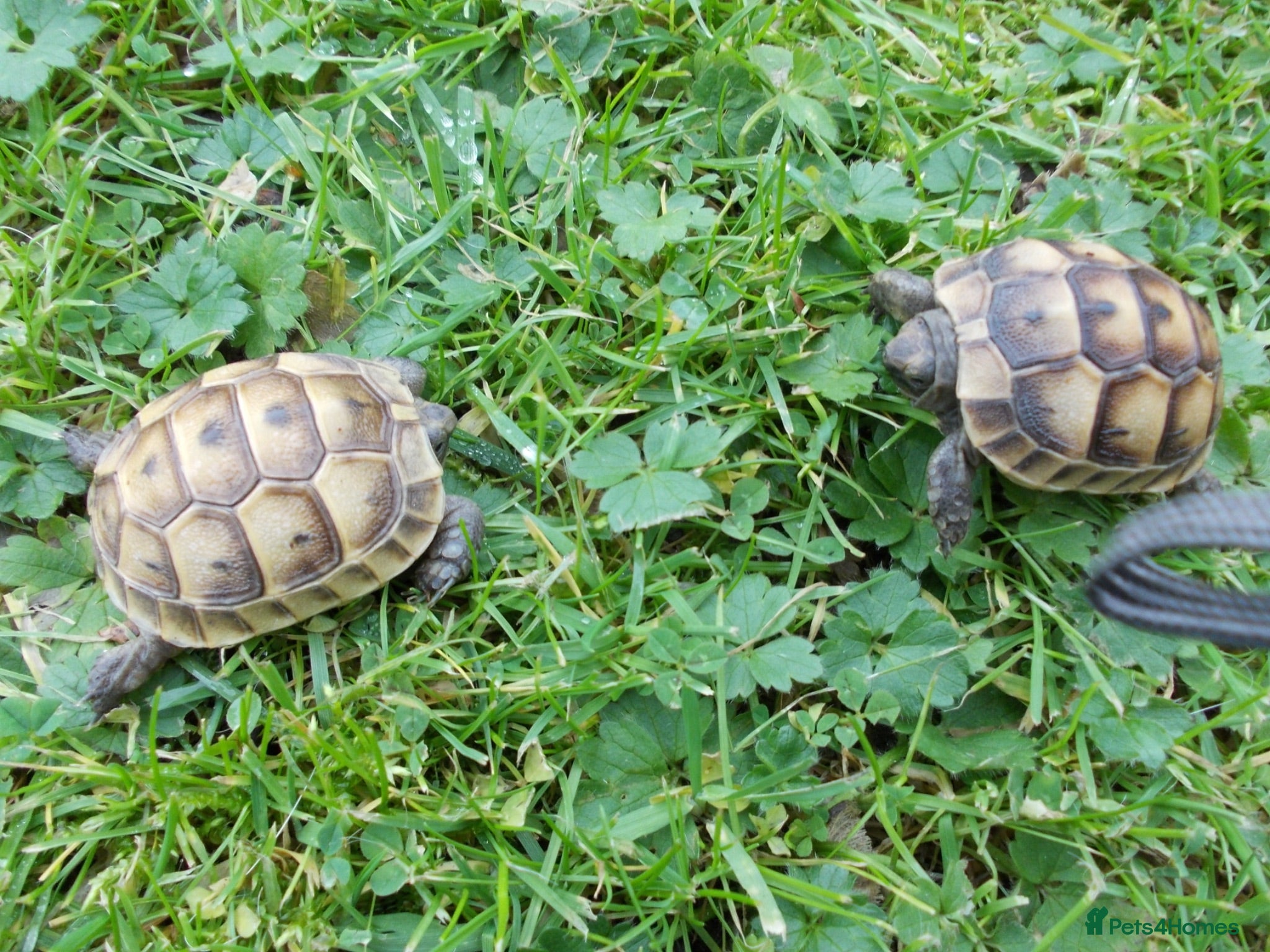 Tortoise reptiles Spur-thighed And Hermanns Thb. - Advert 2