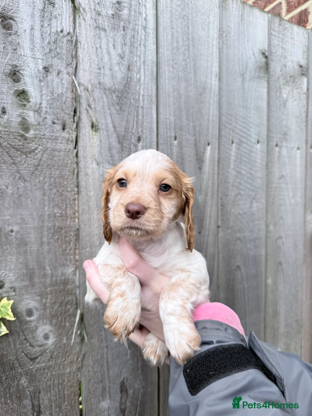 Cocker Spaniel dogs for sale: Kc registered cocker spaniels legally docked - Advert 5