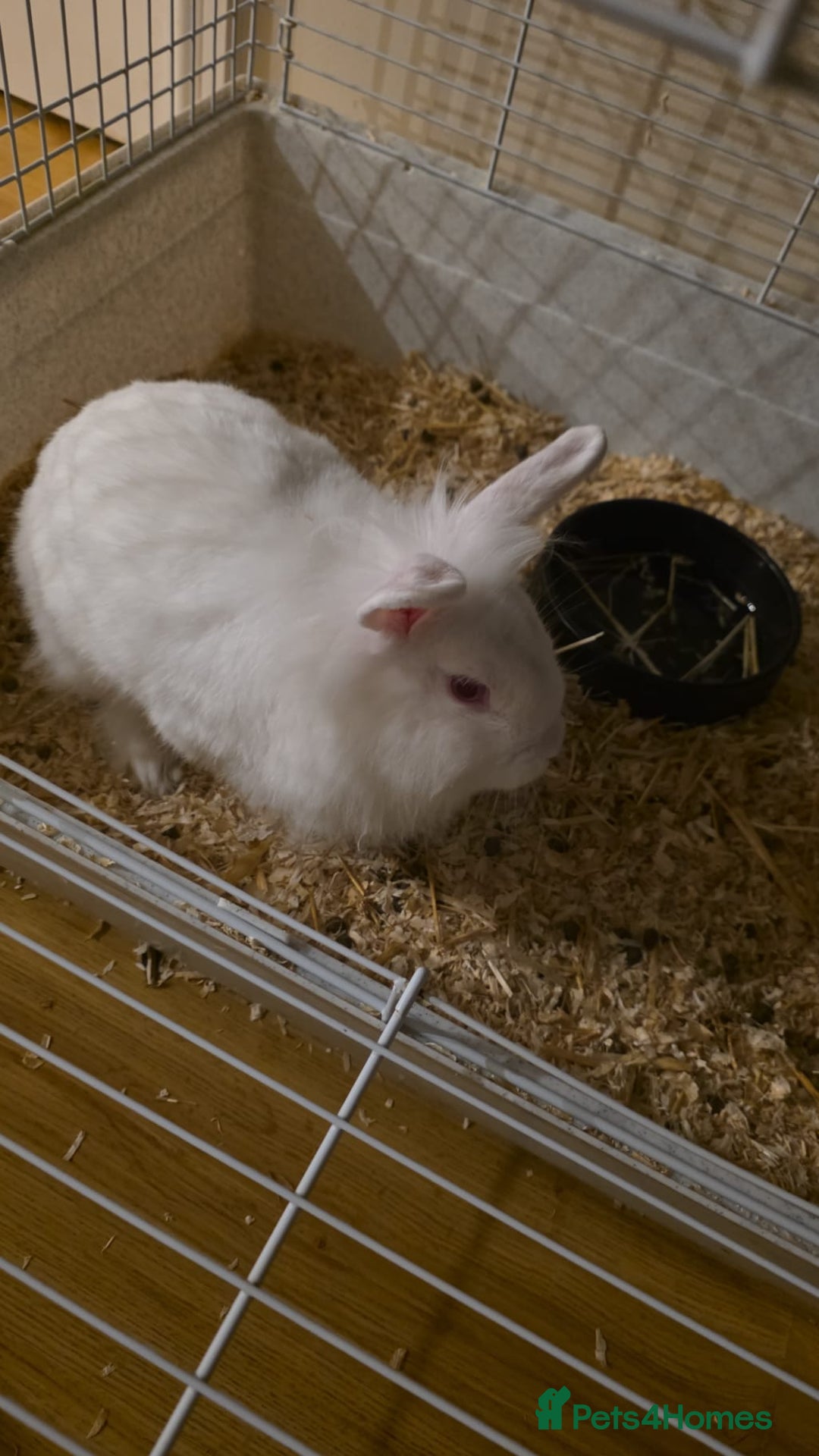 Lionhead rabbits for sale: Lionhead forsale - Advert 18