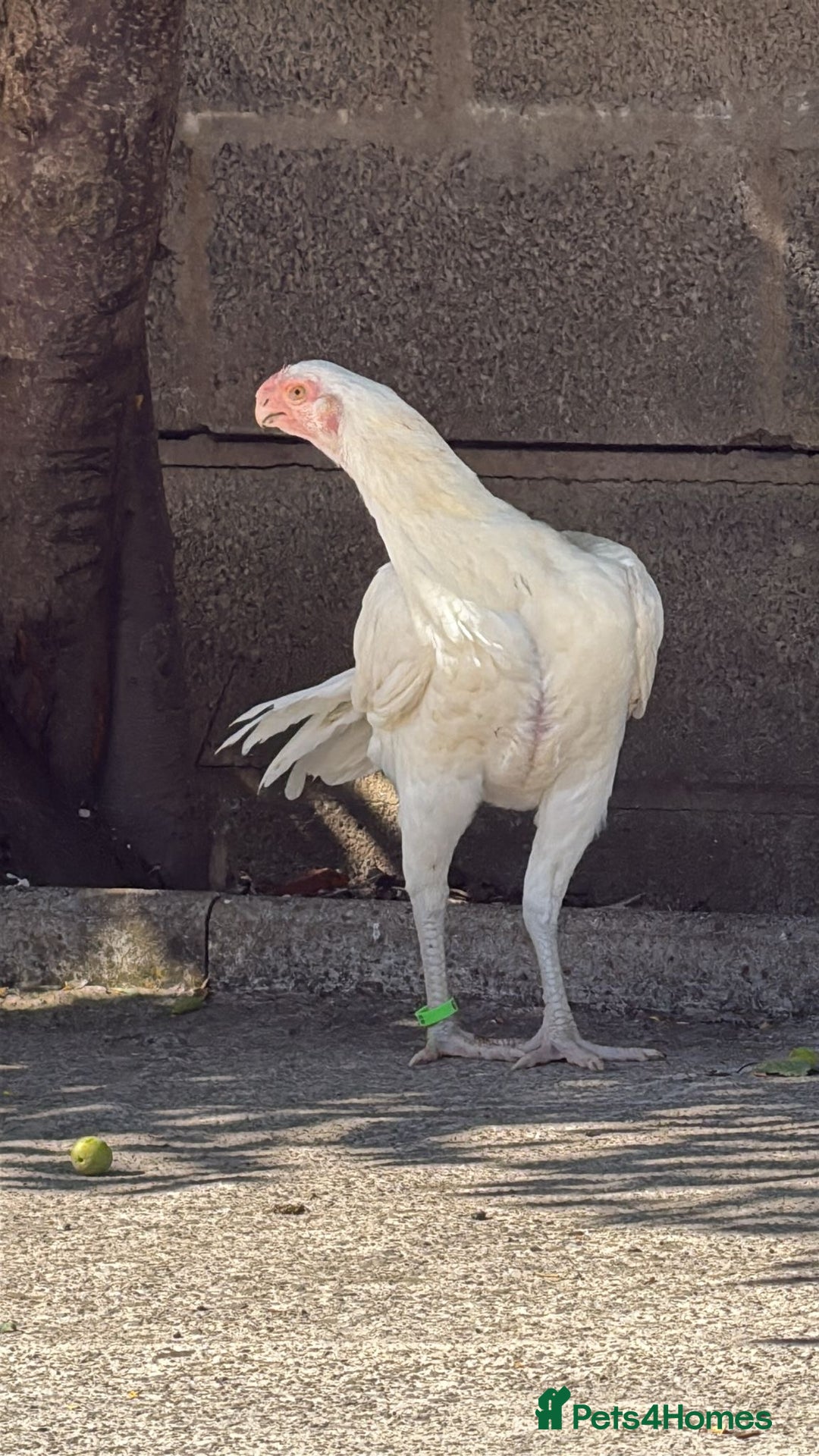 Chickens poultry for sale: RARE PARROT BEAK ASEEL CHICKENS FOR SALE - Advert 7