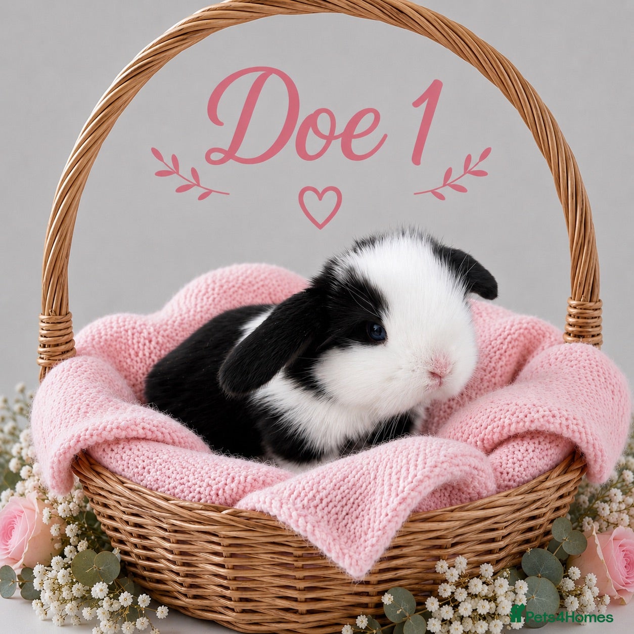 Mini Lop rabbits 3 week old Stunning Pure Bred Mini lop Bunnies - Advert 9