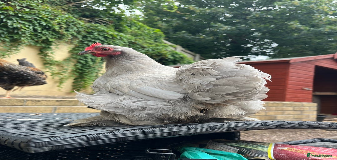 Gallery Image {{count}}