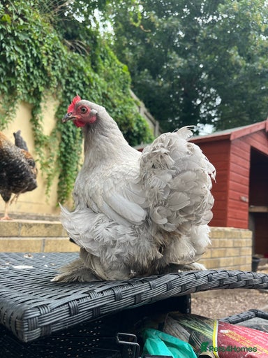 Gallery Image {{count}}