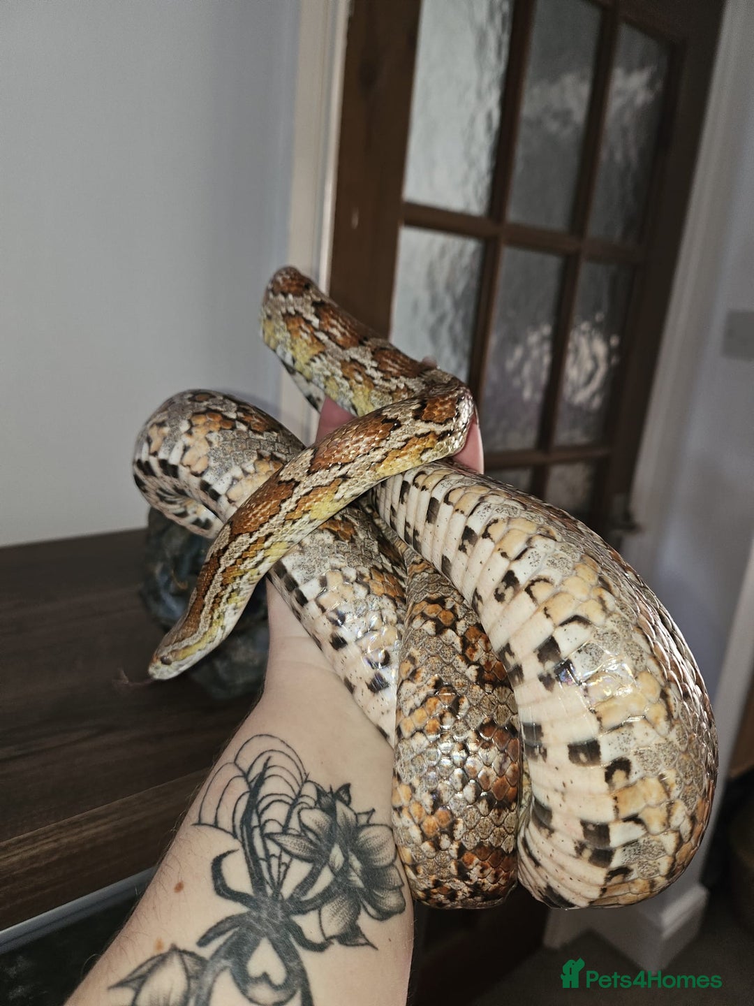 Corn Snake reptiles for sale: corn snake for sale viv and accessories included - Image 1
