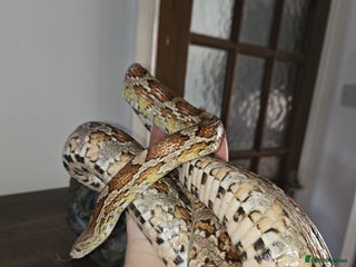 Corn Snake reptiles for sale - Advert 1