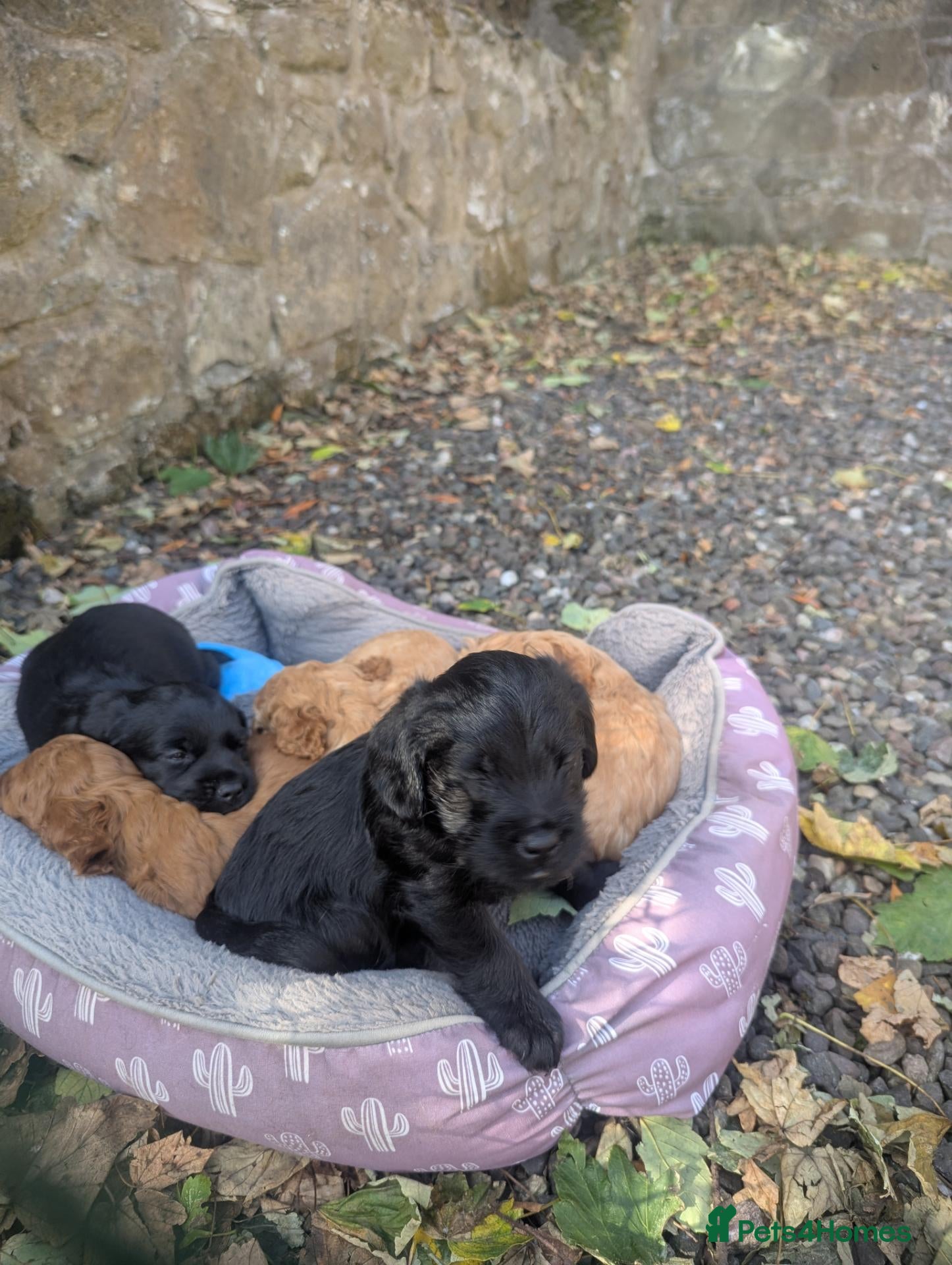 Cockapoo dogs One blonde curly haired and one black smoother. - Advert 2