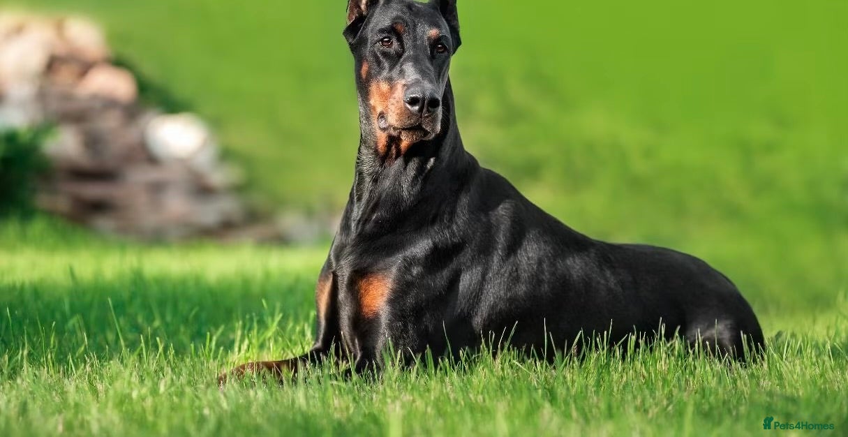 Dobermann dogs Dobermann  in Manchester - Advert 2